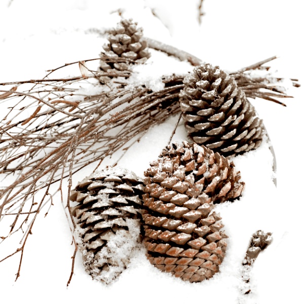 Cones in snow - 33x33 lautasliinat - 193380 - 1