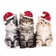 Xmas cats - 33x33 lautasliinat - 196102 - 1