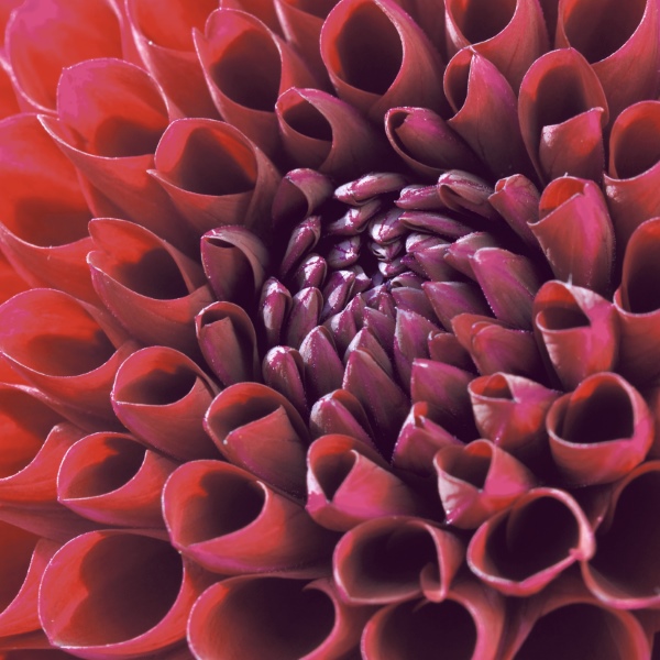 Dahlia Delight - 24x24 lautasliinat - 203412 - 1